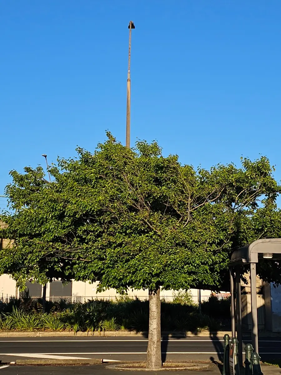 A photo of a tree with a lamp post sticking out of the top of the tree.